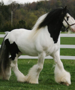 Gypsy Vanner gelding horses for sale melbourne vic​