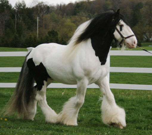 Gypsy Vanner gelding horses for sale melbourne vic​