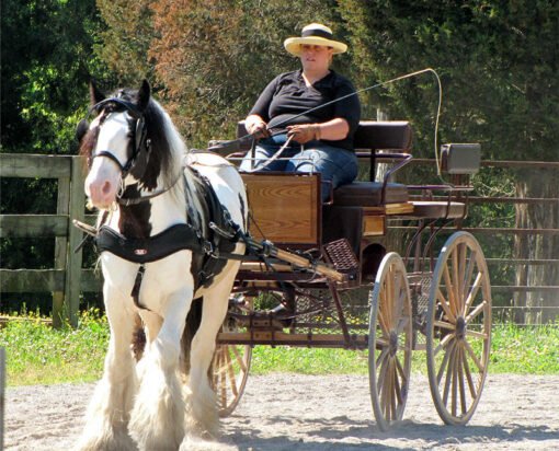 Gypsy Vanner gelding horses for sale melbourne vic​ - Image 2