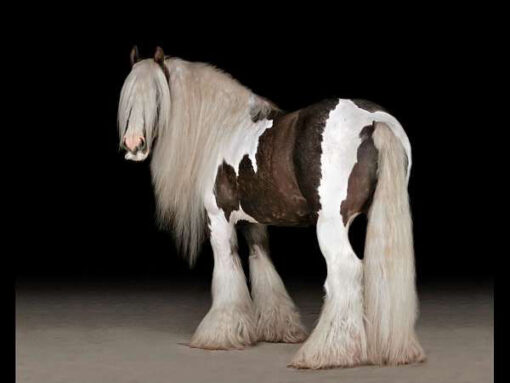 Fluffy the gypsy vanner horses for sale