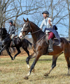 Exceptional Horse for Sale in South Australia