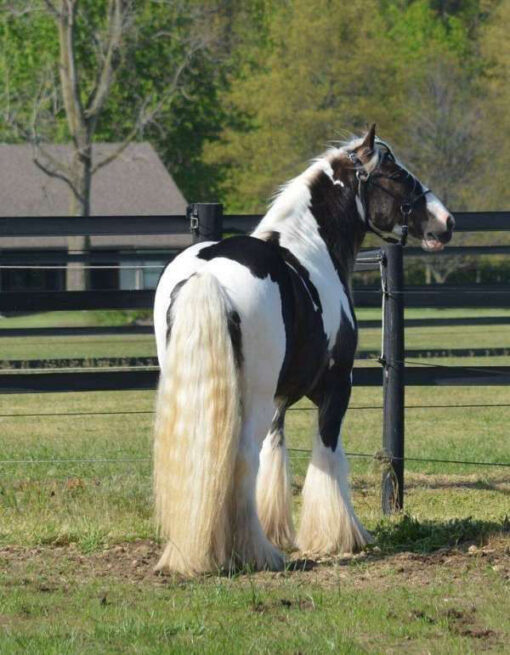 Fluffy the gypsy vanner horses for sale - Image 2