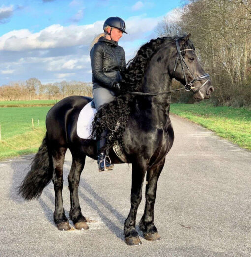 Meet Jackpots: Your Dream Friesian for Sale in Victoria