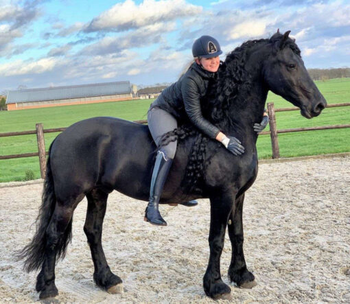 Meet Jackpots: Your Dream Friesian for Sale in Victoria - Image 2