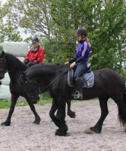 Maxine horses for sale adelaide