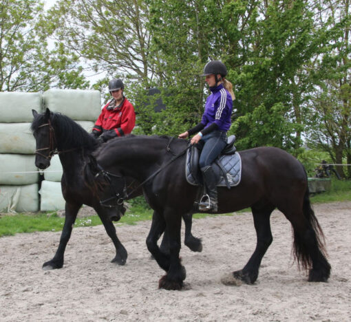 Maxine horses for sale adelaide